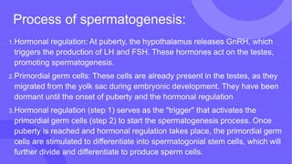 Process of spermatogenesis:
1.Hormonal regulation: At puberty, the hypothalamus releases GnRH, which
triggers the production of LH and FSH. These hormones act on the testes,
promoting spermatogenesis.
2.Primordial germ cells: These cells are already present in the testes, as they
migrated from the yolk sac during embryonic development. They have been
dormant until the onset of puberty and the hormonal regulation
3.Hormonal regulation (step 1) serves as the "trigger" that activates the
primordial germ cells (step 2) to start the spermatogenesis process. Once
puberty is reached and hormonal regulation takes place, the primordial germ
cells are stimulated to differentiate into spermatogonial stem cells, which will
further divide and differentiate to produce sperm cells.
 