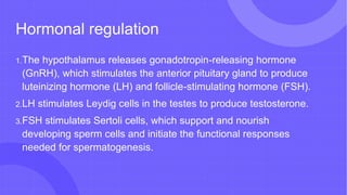 Hormonal regulation
1.The hypothalamus releases gonadotropin-releasing hormone
(GnRH), which stimulates the anterior pituitary gland to produce
luteinizing hormone (LH) and follicle-stimulating hormone (FSH).
2.LH stimulates Leydig cells in the testes to produce testosterone.
3.FSH stimulates Sertoli cells, which support and nourish
developing sperm cells and initiate the functional responses
needed for spermatogenesis.
 