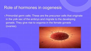 Role of hormones in oogenesis
1.Primordial germ cells: These are the precursor cells that originate
in the yolk sac of the embryo and migrate to the developing
gonads. They give rise to oogonia in the female gonads
(ovaries).
 
