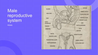 Male
reproductive
system
PENIS
 