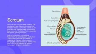 Scrotum
Structure and function of the scrotum: The
scrotum is a sac of skin and muscle that
holds the testes. It is located outside of the
body and has a slightly lower temperature
than the rest of the body, which is essential
for optimal sperm production.
Role of the scrotum in regulating
temperature for optimal sperm production:
The scrotum contracts and relaxes in
response to changes in temperature,
bringing the testes closer to or farther away
from the body to maintain an optimal
temperature for sperm production.
 