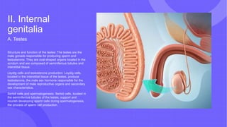 II. Internal
genitalia
A. Testes
Structure and function of the testes: The testes are the
male gonads responsible for producing sperm and
testosterone. They are oval-shaped organs located in the
scrotum and are composed of seminiferous tubules and
interstitial tissue.
Leydig cells and testosterone production: Leydig cells,
located in the interstitial tissue of the testes, produce
testosterone, the male sex hormone responsible for the
development of male reproductive organs and secondary
sex characteristics.
Sertoli cells and spermatogenesis: Sertoli cells, located in
the seminiferous tubules of the testes, support and
nourish developing sperm cells during spermatogenesis,
the process of sperm cell production.
 