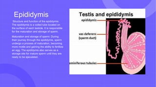 Epididymis
Structure and function of the epididymis:
The epididymis is a coiled tube located on
the surface of each testicle. It is responsible
for the maturation and storage of sperm.
Maturation and storage of sperm: During
their journey through the epididymis, sperm
undergo a process of maturation, becoming
more motile and gaining the ability to fertilize
an egg. The epididymis also serves as a
storage site for mature sperm until they are
ready to be ejaculated.
 
