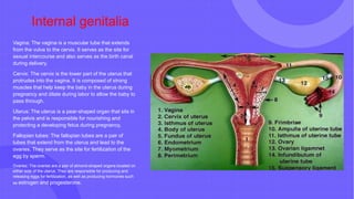 Internal genitalia
Vagina: The vagina is a muscular tube that extends
from the vulva to the cervix. It serves as the site for
sexual intercourse and also serves as the birth canal
during delivery.
Cervix: The cervix is the lower part of the uterus that
protrudes into the vagina. It is composed of strong
muscles that help keep the baby in the uterus during
pregnancy and dilate during labor to allow the baby to
pass through.
Uterus: The uterus is a pear-shaped organ that sits in
the pelvis and is responsible for nourishing and
protecting a developing fetus during pregnancy.
Fallopian tubes: The fallopian tubes are a pair of
tubes that extend from the uterus and lead to the
ovaries. They serve as the site for fertilization of the
egg by sperm.
Ovaries: The ovaries are a pair of almond-shaped organs located on
either side of the uterus. They are responsible for producing and
releasing eggs for fertilization, as well as producing hormones such
as estrogen and progesterone.
 
