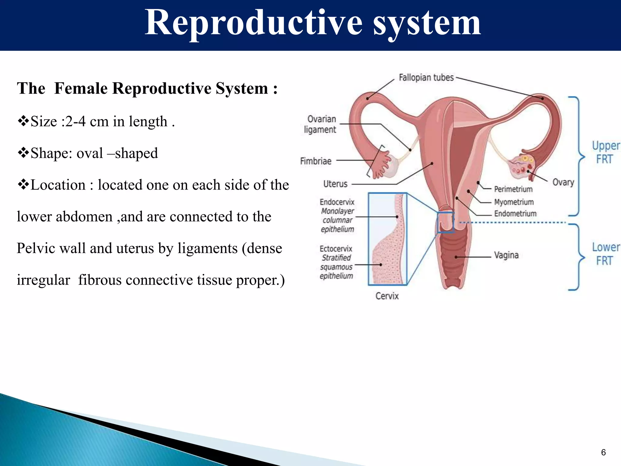 Female Reproductive system Slideshare | PPT