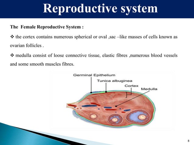 Female Reproductive system Slideshare | PPT | Pregnancy | Reproductive ...