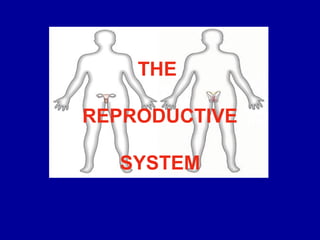 THE 
REPRODUCTIVE 
SYSTEM 
 