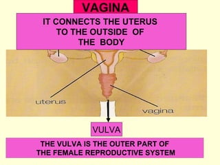 VAGINA
IT CONNECTS THE UTERUS
TO THE OUTSIDE OF
THE BODY
VULVA
THE VULVA IS THE OUTER PART OF
THE FEMALE REPRODUCTIVE SYSTEM