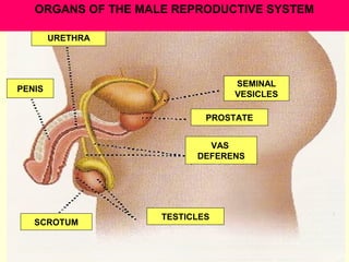 ORGANS OF THE MALE REPRODUCTIVE SYSTEM
SEMINAL
VESICLES
PROSTATE
VAS
DEFERENS
URETHRA
PENIS
SCROTUM TESTICLES