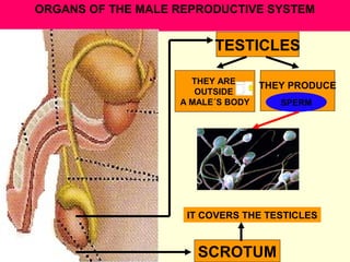 ORGANS OF THE MALE REPRODUCTIVE SYSTEM
TESTICLES
THEY ARE
OUTSIDE
A MALE´S BODY
THEY PRODUCE
SCROTUM
SPERM
IT COVERS THE TESTICLES