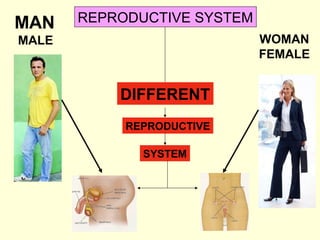 MAN REPRODUCTIVE SYSTEM
MALE WOMAN
FEMALE
DIFFERENT
REPRODUCTIVE
SYSTEM