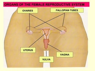 ORGANS OF THE FEMALE REPRODUCTIVE SYSTEM
OVARIES FALLOPIAN TUBES
UTERUS
VAGINA
VULVA