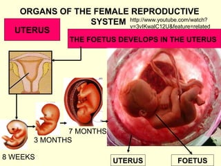 ORGANS OF THE FEMALE REPRODUCTIVE
UTERUS
SYSTEM
http://www.youtube.com/watch?
v=3vIKwalC12U&feature=related
THE FOETUS DEVELOPS IN THE UTERUS
7 MONTHS
3 MONTHS
8 WEEKS UTERUS FOETUS