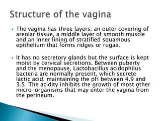 reproductive system anatomy.pptx