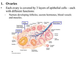 Reproductive system by Tlali | PPT