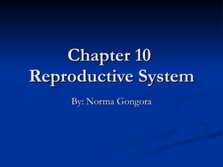Chapter 10  Reproductive System By: Norma Gongora 