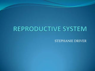 REPRODUCTIVE SYSTEM STEPHANIE DRIVER 