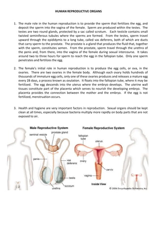 HUMAN REPRODUCTIVE ORGANS
1. The male role in the human reproduction is to provide the sperm that fertilizes the egg, and
deposit the sperm into the vagina of the female. Sperm are produced within the testes. The
testes are two round glands, protected by a sac called scrotum. Each testicle contains small
twisted seminiferous tubules where the sperms are formed. From the testes, sperm travel
upward through the epididymis to a long tube, called vas deferens, both of which are ducts
that carry sperm to the prostate. The prostate is a gland that produces the fluid that, together
with the sperm, constitutes semen. From the prostate, sperm travel through the urethra of
the penis and, from there, into the vagina of the female during sexual intercourse. It takes
around two to three hours for sperm to reach the egg in the fallopian tube. Only one sperm
penetrates and fertilizes the egg.
2. The female’s initial role in human reproduction is to produce the egg cells, or ova, in the
ovaries. There are two ovaries in the female body. Although each ovary holds hundreds of
thousands of immature egg cells, only one of these ovaries produces and releases a mature egg
every 28 days, a process known as ovulation. It floats into the fallopian tube, where it may be
fertilized. The egg descends into the uterus where the embryo develops. The uterine wall
tissues constitute part of the placenta which serves to nourish the developing embryo. The
placenta provides the connection between the mother and the embryo. If the egg is not
fertilized, menstruation occurs.
3. Health and hygiene are very important factors in reproduction. Sexual organs should be kept
clean at all times, especially because bacteria multiply more rapidly on body parts that are not
exposed to air.
 