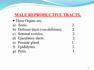 MALE REPRODUCTIVE TRACTS.
 These Organs are;
a) Testis. 2.
b) Deferent ducts (vas-deferens). 2.
c) Seminal vesicles. 2.
d) Ejaculatory ducts. 2.
e) Prostate gland. 1.
f) Epididymis. 2.
g) Penis. 1.
38
 