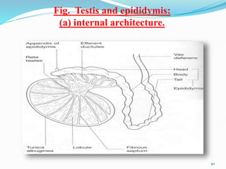 Fig. Testis and epididymis:
(a) internal architecture.
40
 