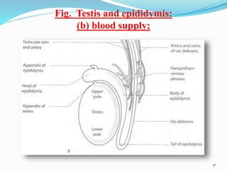 Fig. Testis and epididymis:
(b) blood supply;
41
 