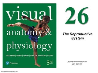 Lecture Presentation by
Lori Garrett
26
The Reproductive
System
© 2018 Pearson Education, Inc.
 