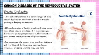 Reproductive System Group 1.pdf