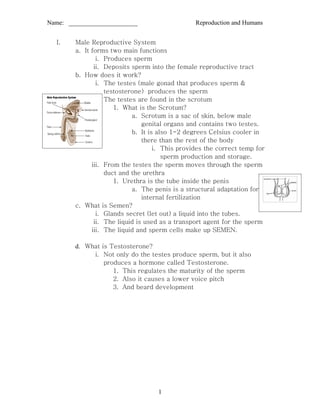 Name: ______________________                     Reproduction and Humans


  I.    Male Reproductive System
        a. It forms two main functions
                i. Produces sperm
               ii. Deposits sperm into the female reproductive tract
        b. How does it work?
                i. The testes (male gonad that produces sperm &
                   testosterone) produces the sperm
               ii. The testes are found in the scrotum
                      1. What is the Scrotum?
                            a. Scrotum is a sac of skin, below male
                                genital organs and contains two testes.
                            b. It is also 1-2 degrees Celsius cooler in
                                there than the rest of the body
                                    i. This provides the correct temp for
                                       sperm production and storage.
              iii. From the testes the sperm moves through the sperm
                   duct and the urethra
                      1. Urethra is the tube inside the penis
                            a. The penis is a structural adaptation for
                                internal fertilization
        c. What is Semen?
                i. Glands secret (let out) a liquid into the tubes.
               ii. The liquid is used as a transport agent for the sperm
              iii. The liquid and sperm cells make up SEMEN.

        d. What is Testosterone?
             i. Not only do the testes produce sperm, but it also
                 produces a hormone called Testosterone.
                    1. This regulates the maturity of the sperm
                    2. Also it causes a lower voice pitch
                    3. And beard development




                                    1
 