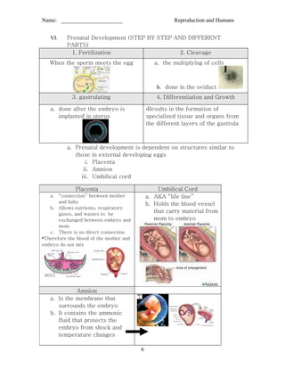 Name: ______________________                            Reproduction and Humans


   VI.    Prenatal Development (STEP BY STEP AND DIFFERENT
          PARTS)
           1. Fertilization                    2. Cleavage
   When the sperm meets the egg                 a. the multiplying of cells



                                                 b. done in the oviduct
            3. gastrulating                      4. Differentiation and Growth

   a. done after the embryo is               •Results in the formation of
      implanted in uterus                    specialized tissue and organs from
                                             the different layers of the gastrula



          a. Prenatal development is dependent on structures similar to
             those in external developing eggs
                 i. Placenta
                ii. Amnion
               iii. Umbilical cord

              Placenta                            Umbilical Cord
   a. “connection” between mother            a. AKA “life line”
       and baby                              b. Holds the blood vessel
   b. Allows nutrients, respiratory
       gases, and wastes to be
                                                that carry material from
       exchanged between embryo and             mom to embryo
       mom
   c. There is no direct connection
•Therefore the blood of the mother and
embryo do not mix




              Amnion
   a. Is the membrane that
      surrounds the embryo
   b. It contains the ammonic
      fluid that protects the
      embryo from shock and
      temperature changes

                                         6
 