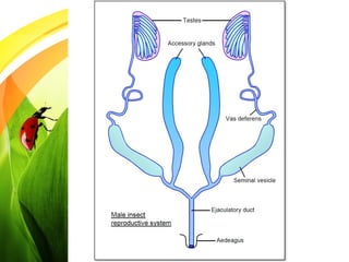 The Reproductive System of Insects: An Overview.pptx