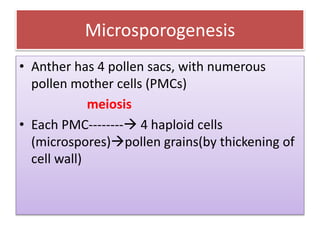 Microsporogenesis
• Anther has 4 pollen sacs, with numerous
pollen mother cells (PMCs)
meiosis
• Each PMC-------- 4 haploid cells
(microspores)pollen grains(by thickening of
cell wall)
 