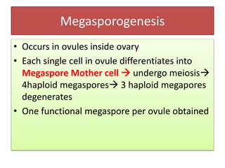 Megasporogenesis
• Occurs in ovules inside ovary
• Each single cell in ovule differentiates into
Megaspore Mother cell  undergo meiosis
4haploid megaspores 3 haploid megapores
degenerates
• One functional megaspore per ovule obtained
 