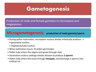 Gametogenesis
Production of male and female gametes in microspore and
megaspores.
Microgametogenesis: production of male gamete/sperm
• During pollen maturation, microspore nucleus divides mitotically produce: ->
• generative nucleus
• Vegetative/tube nucleus
• When pollination occurs  pollen germinates
• Pollen tube enters the stigma and grows through style
• Generative nucleus undergo mitotic division to produce 2 sperms
• Pollen tube enters the ovule through micopyle, and discharge 2 sperms into
embryo sac
 