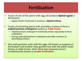 Fertilization
• Fusion of one of the sperm with egg cell produce diploid zygote is
fertilization
– Zygote divide mitotically to produce a diploid embryo
• Fusion of remaining sperm with secondary nucleus to form a
triploid primary endosperm nucleus is Triple fusion
– Triploid primary endosperm mitotically divide repeatedly to form
endosperm
– During seed development, endosperm provides nutrition to
developing embryo
• One male gametes unite with the eggs cell known as syngamy or
fertilization and another male gamete fuse with the pollar nuclei
known as triple fusion, when these two processes occurs
simultaneously known as double fertilization
 