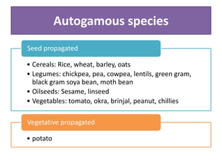 Autogamous species
• Cereals: Rice, wheat, barley, oats
• Legumes: chickpea, pea, cowpea, lentils, green gram,
black gram soya bean, moth bean
• Oilseeds: Sesame, linseed
• Vegetables: tomato, okra, brinjal, peanut, chillies
Seed propagated
• potato
Vegetative propagated
 