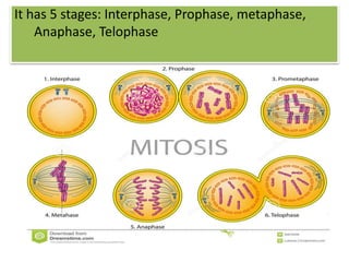 It has 5 stages: Interphase, Prophase, metaphase,
Anaphase, Telophase
 