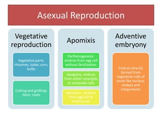 Asexual Reproduction
Vegetative
reproduction
Vegetative parts:
rhizomes, tuber, corn,
bulbs
Cutting and grafting:
Stem, roots
Apomixis
Parthenogenesis:
embryo from egg cell
without fertilization
Apogamy: embryo
from either synergids
or antipodal cells
Apospory : embryo
from egg cell or
embryo sac
Adventive
embryony
Embryo directly
formed from
vegetative cells of
ovule like nucleus,
chalaza and
integuments
 