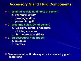 Accessory Gland Fluid Components
1. seminal vesicle fluid (60% of semen)
a. Fructose, citrate
b. prostaglandins
c. proseminogelin
2. prostatic fluid (30% of semen)
a. Calcium, citrate, phosphate
b. clotting enzymes
c. Serine protease (PSA)
3. bulbourethral fluid (trace)
a. mucous
b. buffers
Semen (seminal fluid) = sperm + accessory gland
secretions
 