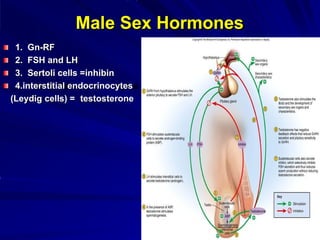 Male Sex Hormones
1. Gn-RF
2. FSH and LH
3. Sertoli cells =inhibin
4.interstitial endocrinocytes
(Leydig cells) = testosterone
 