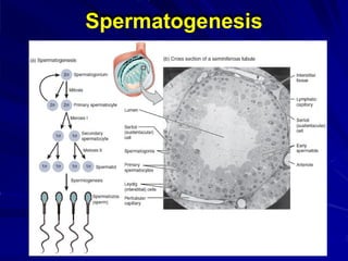 Spermatogenesis
 