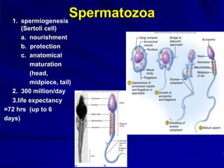 Spermatozoa
1. spermiogenesis
(Sertoli cell)
a. nourishment
b. protection
c. anatomical
maturation
(head,
midpiece, tail)
2. 300 million/day
3.life expectancy
=72 hrs (up to 6
days)
 