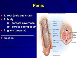 Penis
1. root (bulb and crura)
2. body
(a) corpora cavernosa
(b) corpus spongiosum
3. glans (prepuce)
erection
 