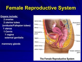Female Reproductive System
Organs include:
2 ovaries
2 uterine tubes
(oviducts/Fallopian tubes)
1 uterus
1 Cervix
1 vagina
external genitalia
mammary glands
 