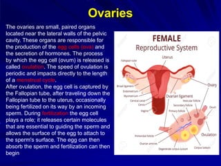 Ovaries
The ovaries are small, paired organs
located near the lateral walls of the pelvic
cavity. These organs are responsible for
the production of the egg cells (ova) and
the secretion of hormones. The process
by which the egg cell (ovum) is released is
called ovulation. The speed of ovulation is
periodic and impacts directly to the length
of a menstrual cycle.
After ovulation, the egg cell is captured by
the Fallopian tube, after traveling down the
Fallopian tube to the uterus, occasionally
being fertilized on its way by an incoming
sperm. During fertilization the egg cell
plays a role; it releases certain molecules
that are essential to guiding the sperm and
allows the surface of the egg to attach to
the sperm's surface. The egg can then
absorb the sperm and fertilization can then
begin
 
