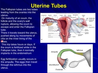 Uterine Tubes
The Fallopian tubes are two tubes
leading from the ovaries into the
uterus.
On maturity of an ovum, the
follicle and the ovary's wall
rupture, allowing the ovum to
escape and enter the Fallopian
tube.
There it travels toward the uterus,
pushed along by movements of
cilia on the inner lining of the
tubes.
This trip takes hours or days. If
the ovum is fertilized while in the
Fallopian tube, then it normally
implants in the endometrium
Egg fertilization usually occurs in
the ampulla. The eggs then travel
through the isthmus into the
uterus.
 