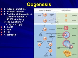 Oogenesis
1. mitosis in fetal life
2. arrested meiosis
3. 7 million at 5th month -->
2 million at birth -->
40,000 at puberty
(~480 ovulations =
~13/yr = ~37 yr)
4. Gn-RF
5. FSH
6. LH
7. estrogen
Arrested in metaphase
II
1n2c
Arrested in prophase
I
2n4c
 