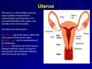 Uterus
The uterus is a thick-walled muscular
organ capable of expansion to
accommodate a growing fetus. It is
connected distally to the vagina, and
laterally to the uterine tubes.
The uterus has three parts:-
1- Fundus – top of the uterus, above the
entry point of the uterine tubes.
2- Body – usual site for implantation of
the blastocyst.
3- Cervix – the lower part of the uterus
linking it with the vagina. This part is
structurally and functionally different
from the rest of the uterus.
 