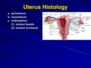 Uterus Histology
a. perimetrium
b. myometrium
c. endometrium
(1) stratum basalis
(2) stratum functional
 