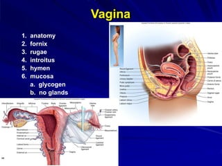 Vagina
1. anatomy
2. fornix
3. rugae
4. introitus
5. hymen
6. mucosa
a. glycogen
b. no glands
 