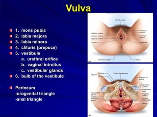 Vulva
1. mons pubis
2. labia majora
3. labia minora
4. clitoris (prepuce)
5. vestibule
a. urethral orifice
b. vaginal introitus
c. vestibular glands
6. bulb of the vestibule
Perineum
-urogenital triangle
-anal triangle
 